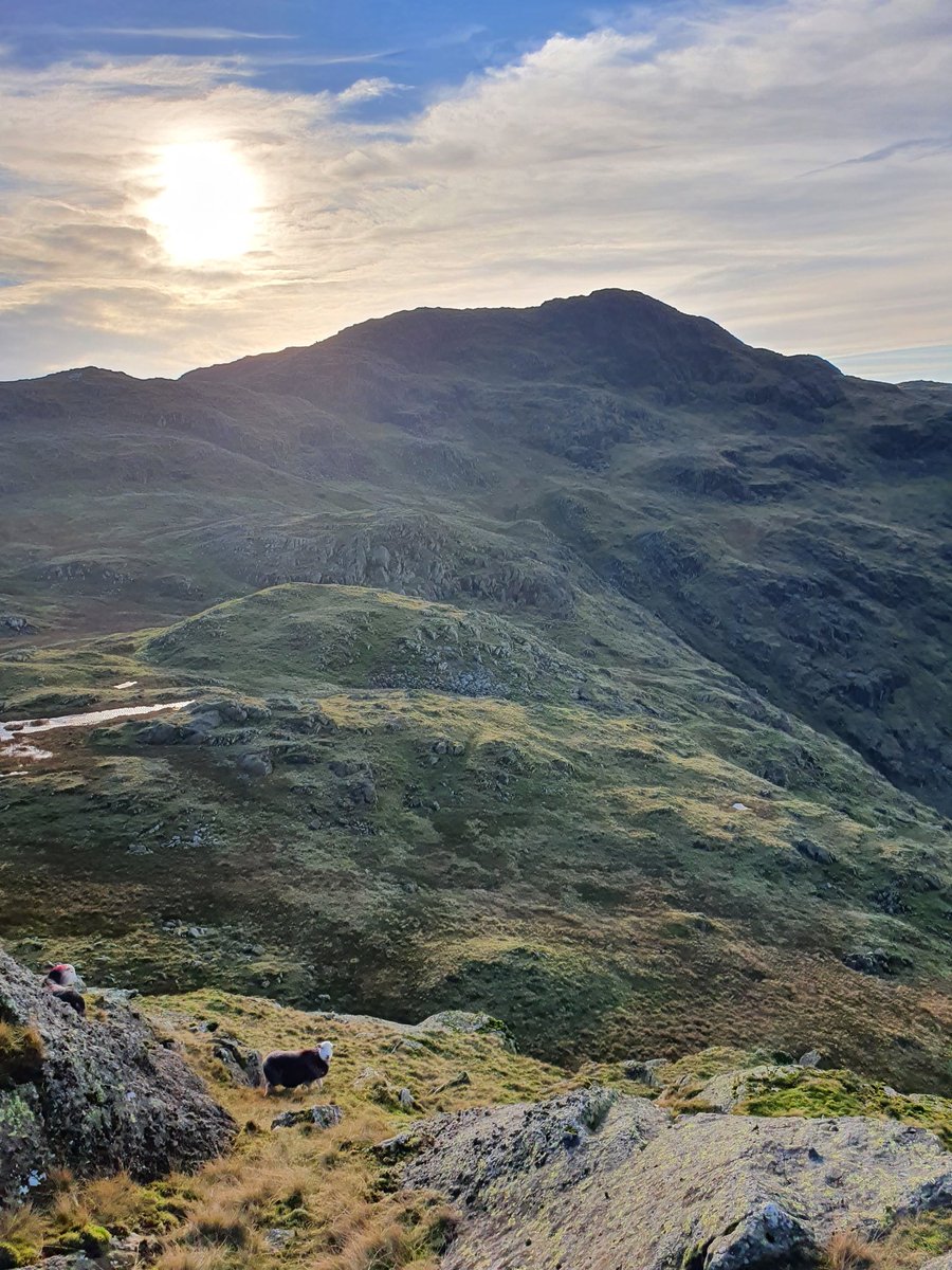 garrypickles's tweet photo. 2 more Wainwright summits on my challenge #Glaramara #Rosthwaitefell. This was a really tough day 16.5km (10.3 miles) & 2700ft ascent. A lot of ups & downs the route up #Bessyboot didn't take the path ended going up some steep slabs. Rock climbing dangerous really. 173 of 214 https://t.co/NEOTgGYJ0f