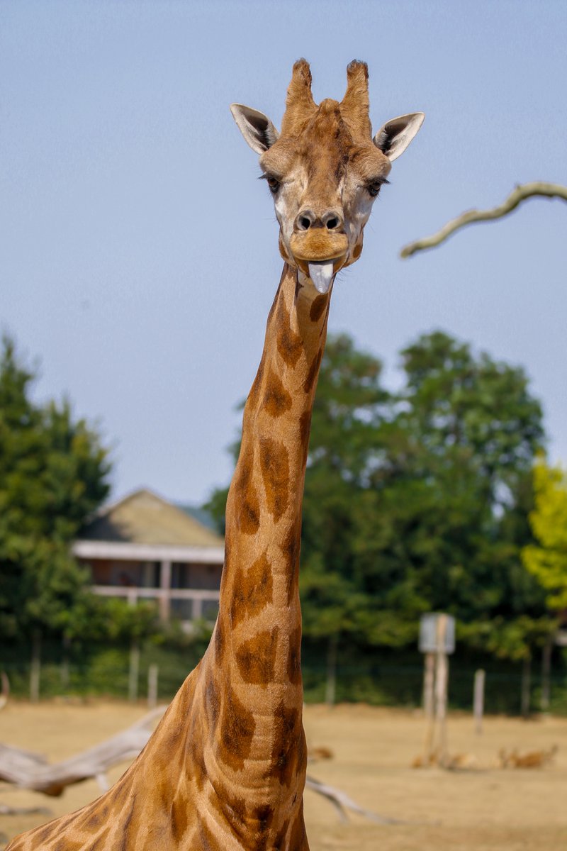 Zoo de La Boissière du Doré tweet media