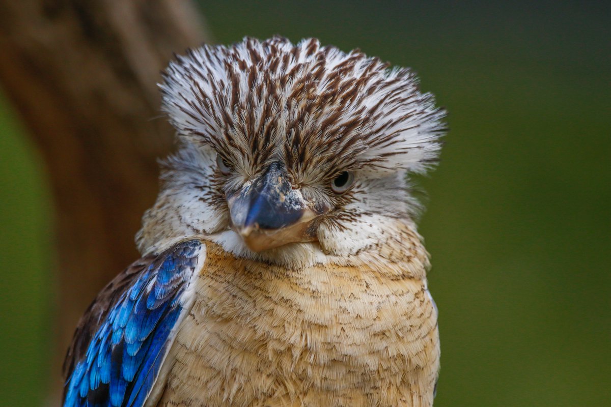 Zoo de La Boissière du Doré tweet media