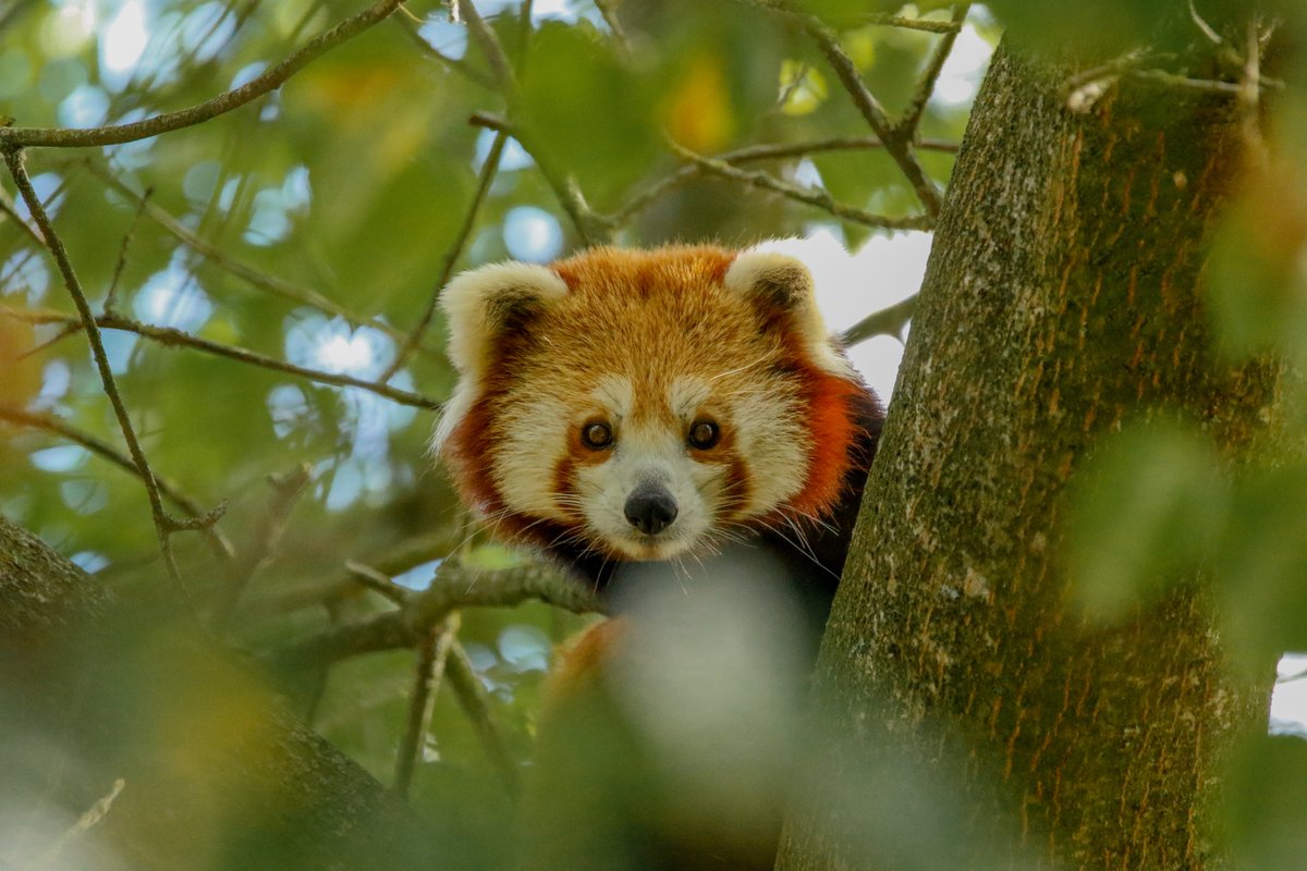 Zoo de La Boissière du Doré tweet media