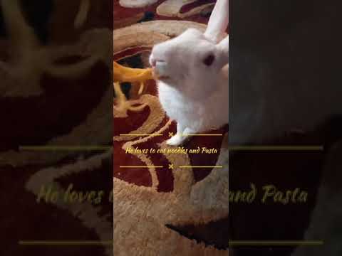 RabbitVideos's tweet photo. Cute #Animals video #shorts ...
https://t.co/r3rxWDg9rz
#AnimalsLover #AnimalsPlanet #BbcEarth #BoboEllieBuns #Bunny #Cat #CuteAnimals #CuteAnimalsVideo #CuteBunny #CuteRabbit #Dog #Fish #FunnyAnimalsVideo #GeoBeatsAnimals #Horse #LennonTheBunny #Pets #PetsAndAnimals https://t.co/aHwaJJJa6J