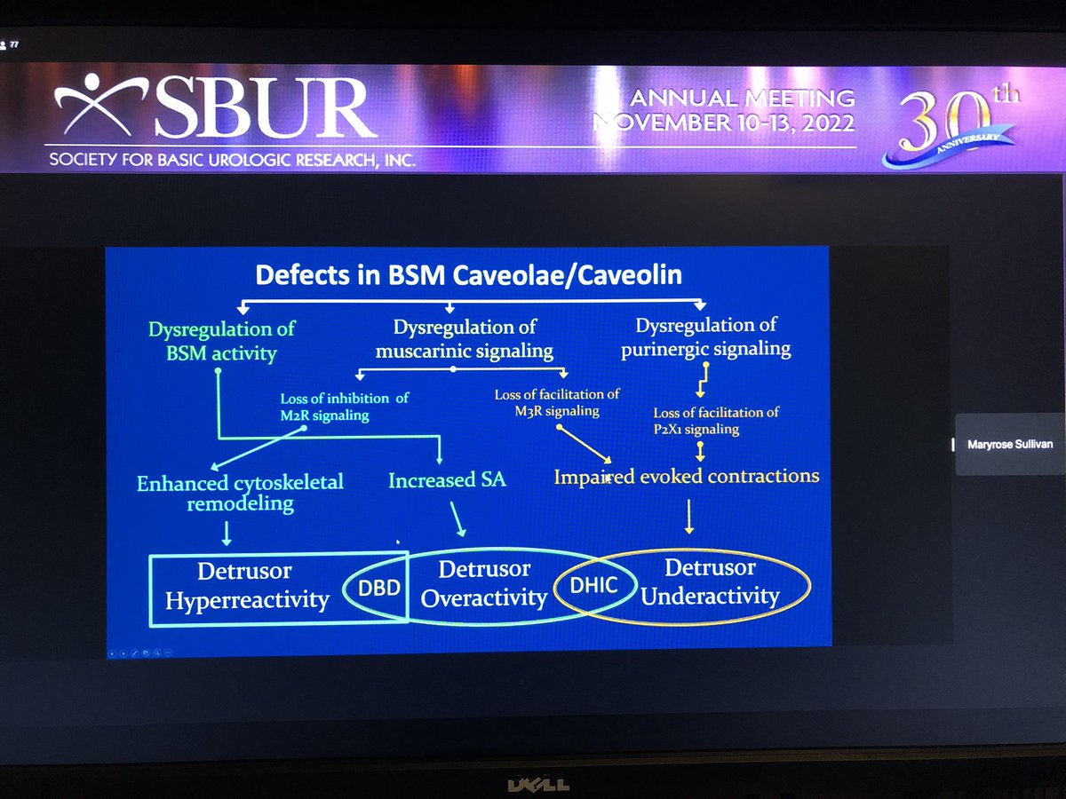 Margot Damaser, PhD (@mdamaser) on Twitter photo <a href="/Sullivan_Urolab/">Sullivan Lab</a> gives a fabulous overview of the complex role of #Caveolins in bladder dysfunction, accounting for so many different bladder disorders with a single but complex pathway. No one can teach this field like her! #SBUR2022 <a href="/UrologySBUR/">Society for Basic Urologic Research | SBUR</a> <a href="/Sullivan_Urolab/">Sullivan Lab</a> gives a fabulous overview of the complex role of #Caveolins in bladder dysfunction, accounting for so many different bladder disorders with a single but complex pathway. No one can teach this field like her! #SBUR2022 <a href="/UrologySBUR/">Society for Basic Urologic Research | SBUR</a>