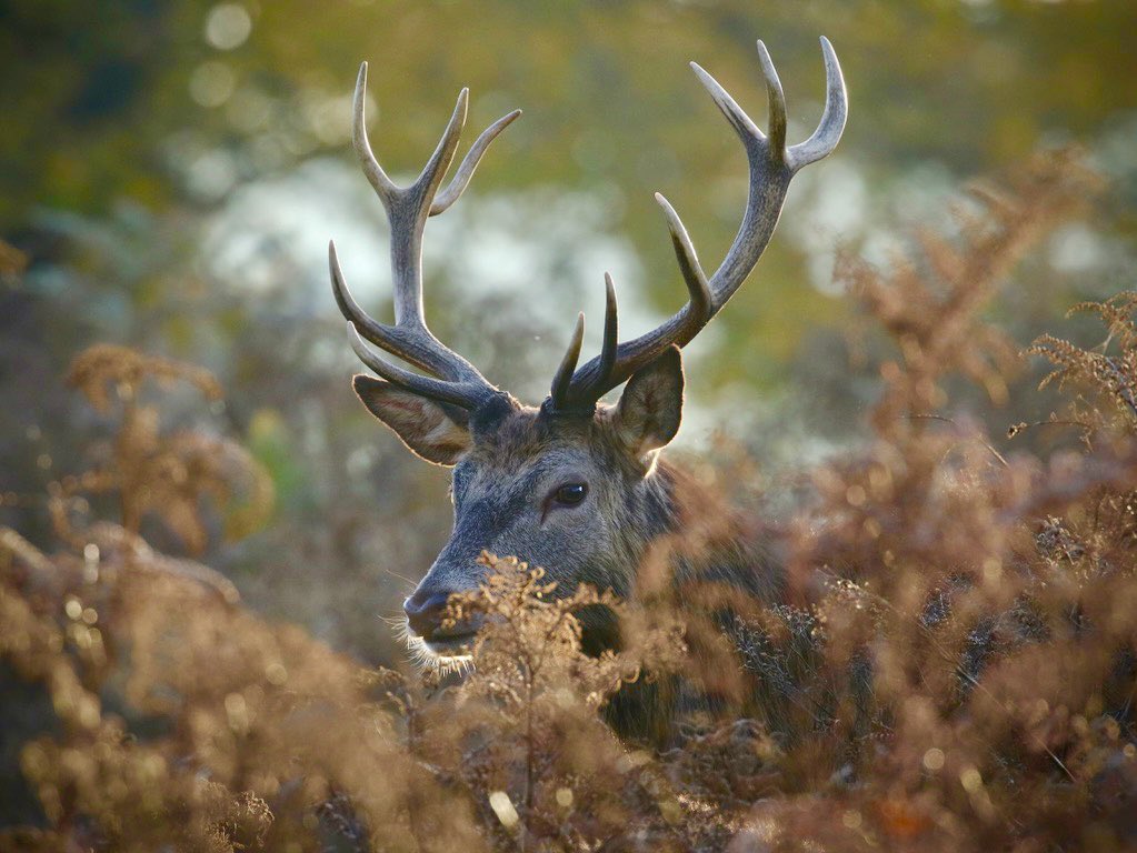Frank Gardner on Twitter "Stag amongst the autumn bracken today https