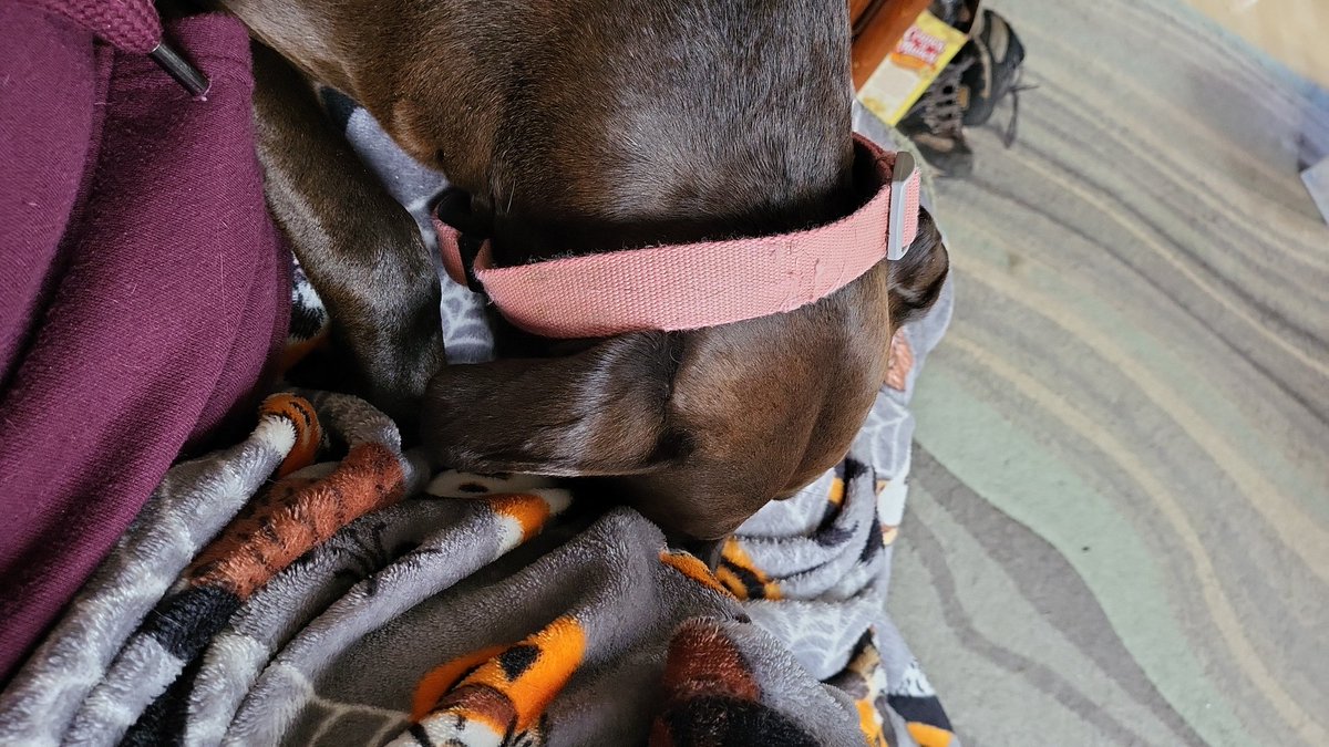 Burayume's tweet photo. When ur doggo forces her booty in the crack of the chair with u and just heavily lays on u ^-^ #pitmix #cuddles #lazySunday #heartoverload https://t.co/gMEosg8Ktz