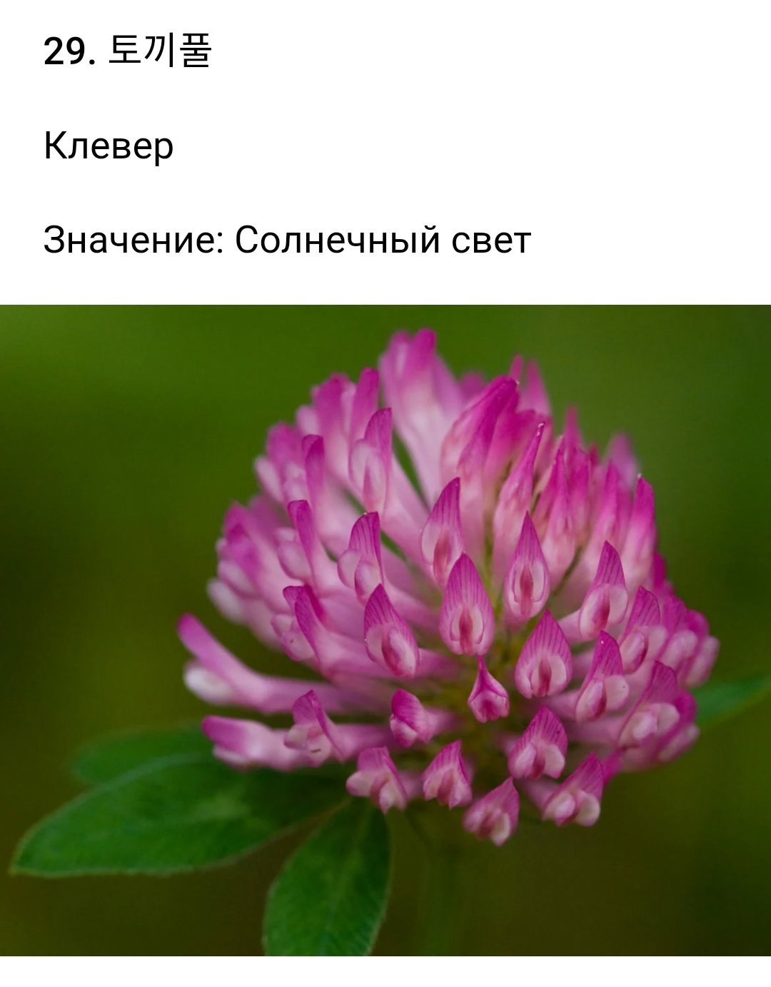 Клеверкрасныйлкговойрастенте