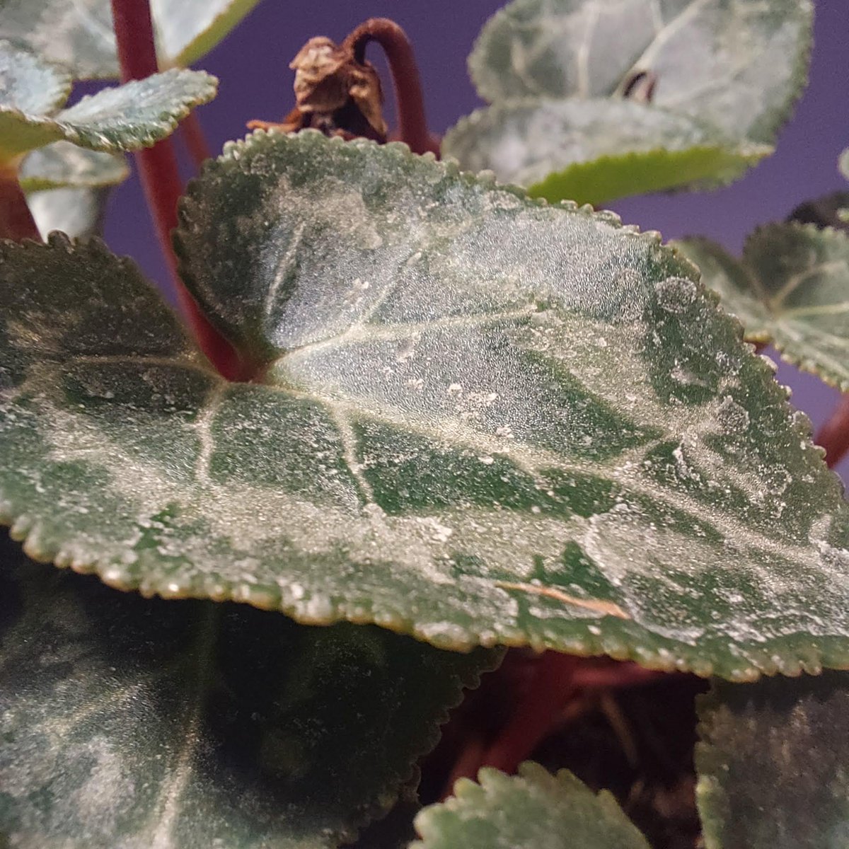 A close up hint at the shoot which photos are inbound shortly!