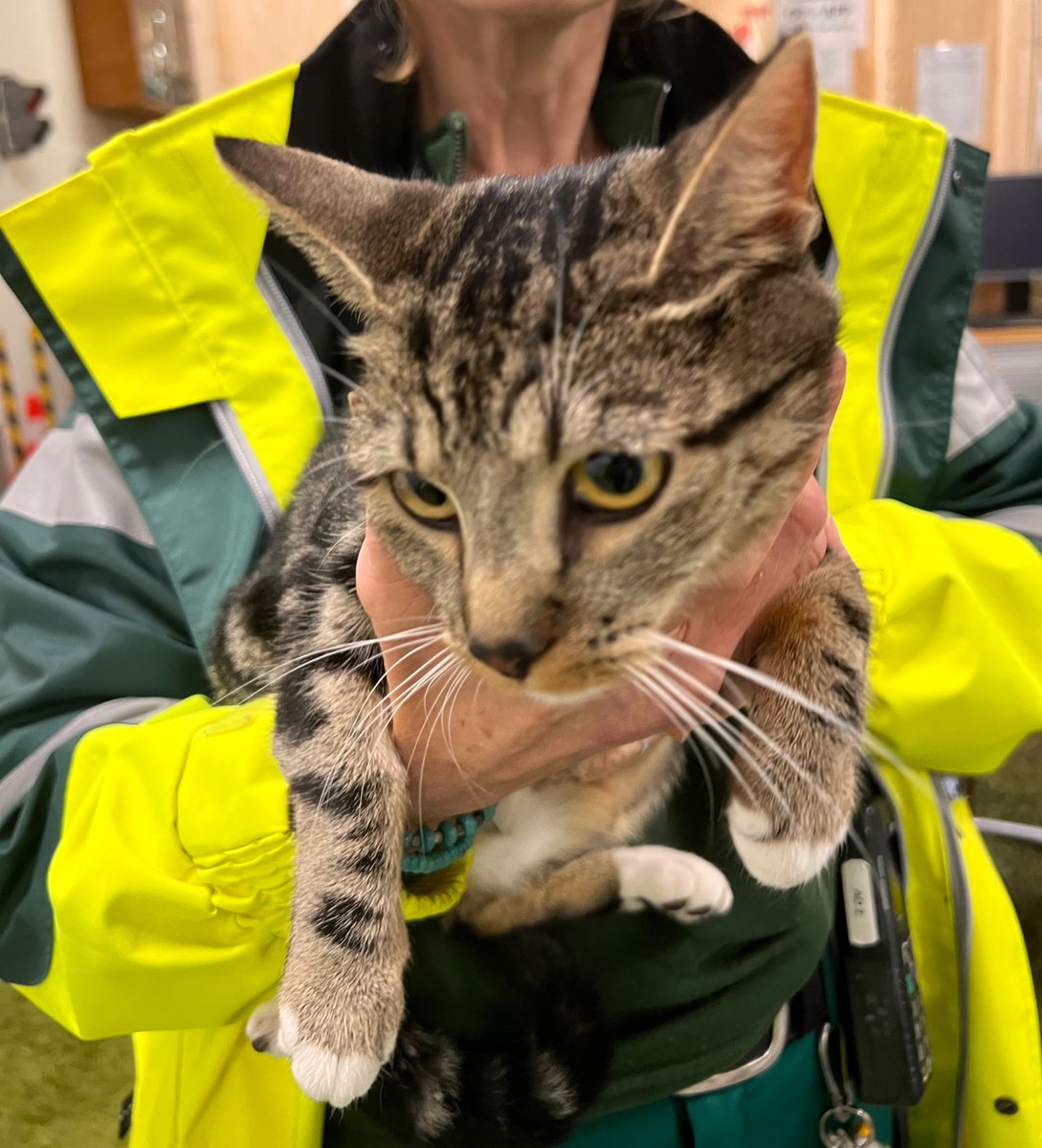 DierenAmsterdam's tweet photo. En nog een meisjes moppie van straat geplukt op de #DirkSonoystraat #West #Amsterdam #Geuzenveld #cypers #kat #poes #vermist #gevonden https://t.co/abLcW9sevR
