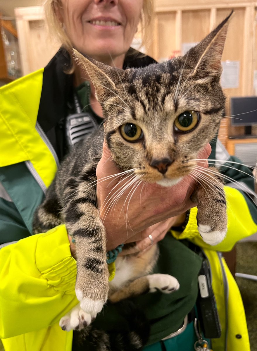 DierenAmsterdam's tweet photo. En nog een meisjes moppie van straat geplukt op de #DirkSonoystraat #West #Amsterdam #Geuzenveld #cypers #kat #poes #vermist #gevonden https://t.co/abLcW9sevR