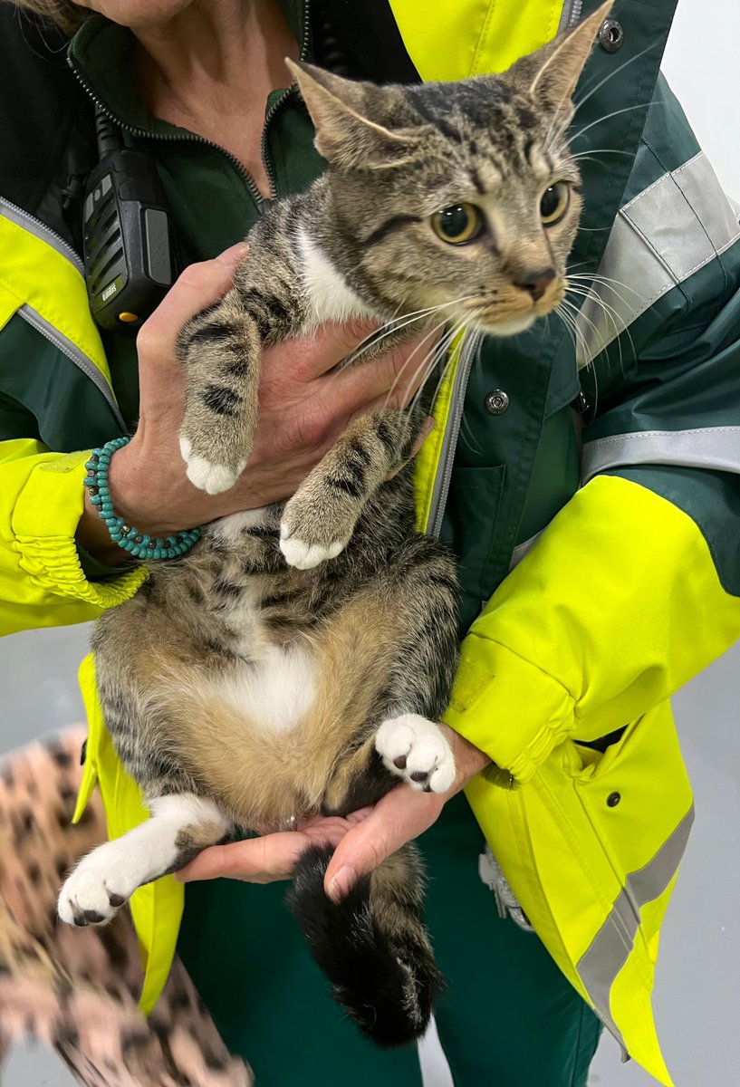 DierenAmsterdam's tweet photo. En nog een meisjes moppie van straat geplukt op de #DirkSonoystraat #West #Amsterdam #Geuzenveld #cypers #kat #poes #vermist #gevonden https://t.co/abLcW9sevR