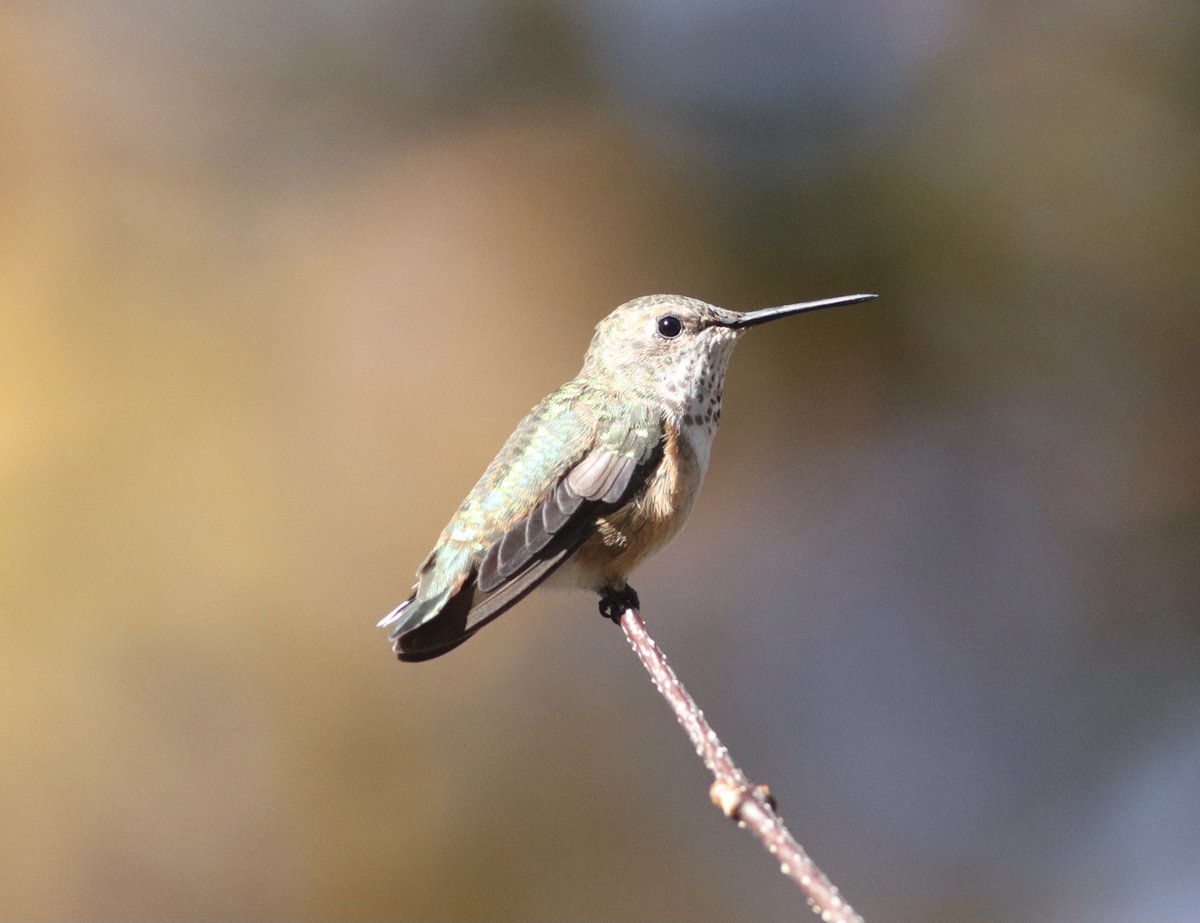 a couple of weeks ago I stood in a woman's backyard and watched this hummer, which we thought might have been a mega-rare Calliope but turned out to be just a very-rare Rufous. The homeowner was the nicest person of all time, and gave me 3 free bricks of her homemade suet. <3