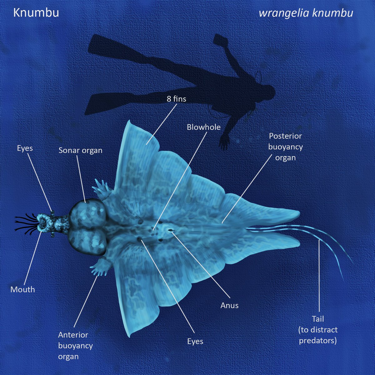 The knumbu, an animal from 512 million years in the future. They are to sea cucumbers what whales are to fish, a secondarily aquatic animal that breathes air.