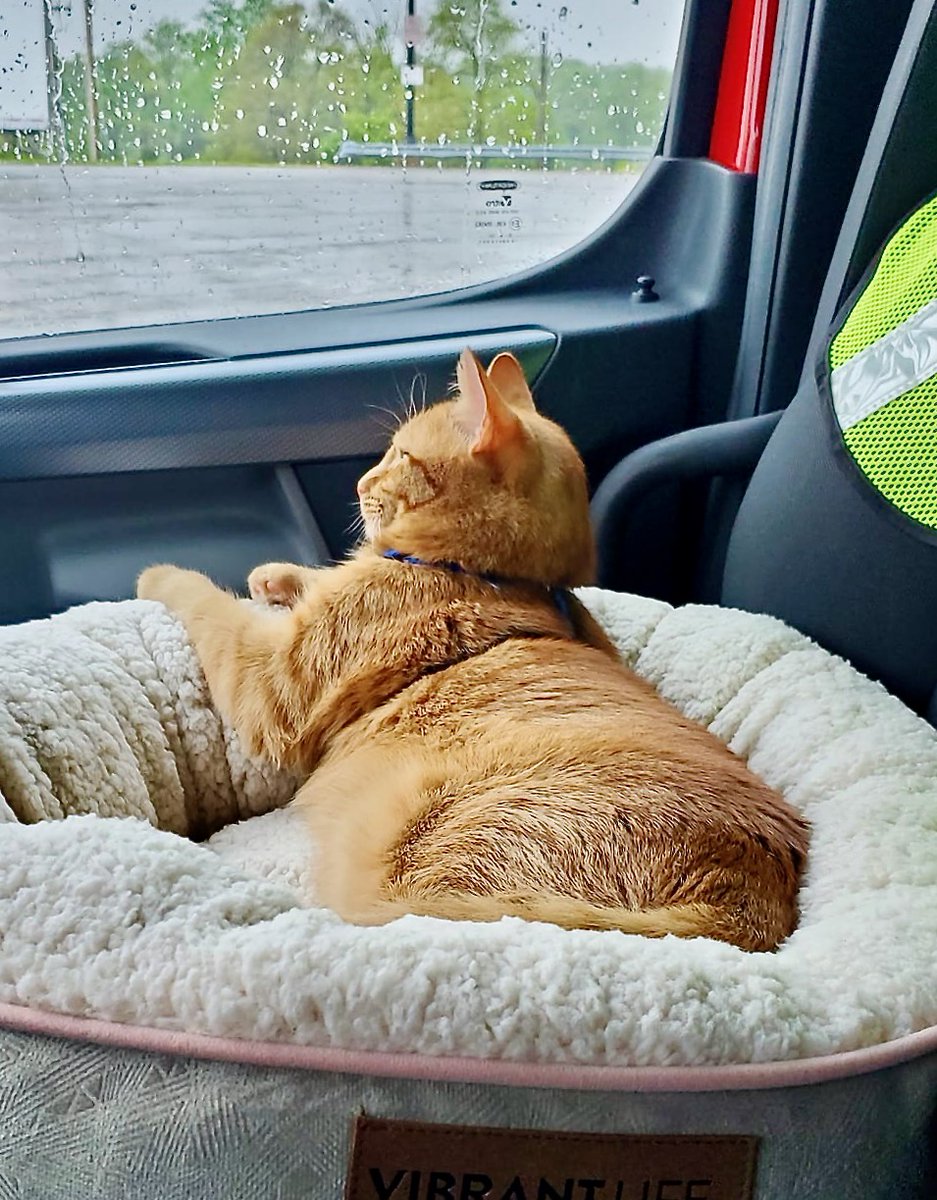 RappCatsAdopt's tweet photo. 🎉📣#TruckerCatColby's story is entered in a contest! Pls send pawsitive vibes everyone!#Virginia #trucking #Sunday #cat #cats #pets #PetcoLoveStories @PetcoLove #noVA #WashingtonDC #DC #Maryland #CatsOfTwitter #PositiveVibes #trucker #adoptdontshop #Monday #animals #kittens #luv https://t.co/bXiynqSnS5