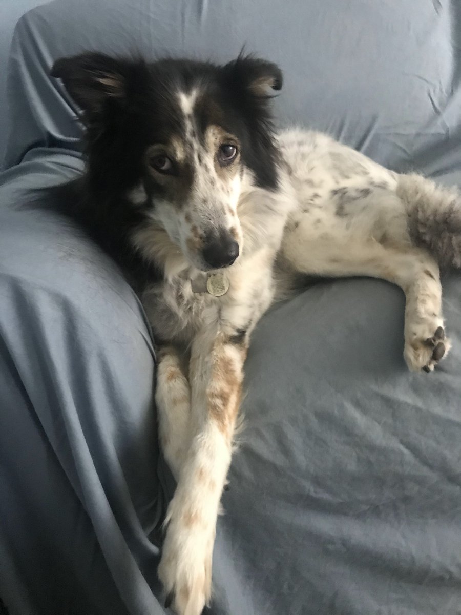 PrairiePonderer's tweet photo. RIP my beautiful Belle. https://t.co/SAXY3rlUFU