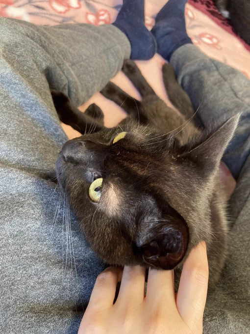 脚に寄ってくる猫 