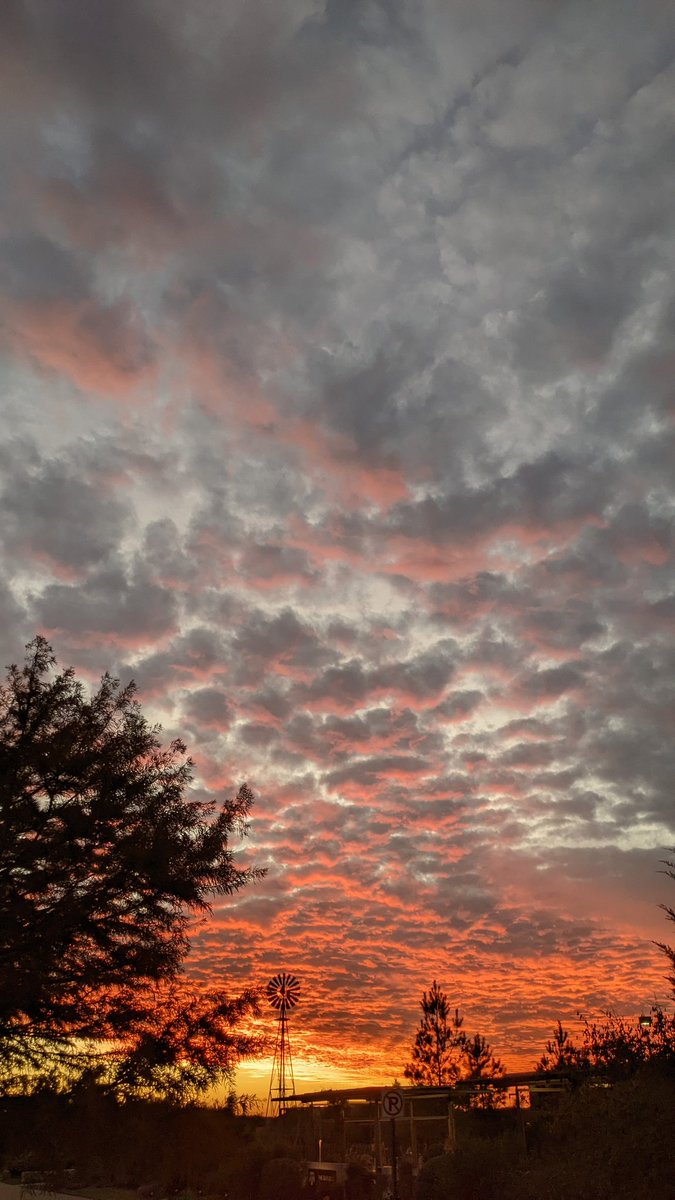 LibraryMedlin's tweet photo. A few more images of tonight's gorgeous sunset on my walk out to @TAMUgardens https://t.co/iW3IGolE86