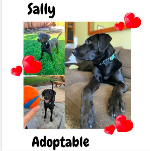 GG_Lab_Rescue's tweet photo. Sally – 2-Year-Old Female Black Lab 60-lbs, Spayed. Sally needs to be placed in an active home with experienced adopters. She is athletic and can play fetch for hours. She’d be great for agility!! She is housetrained, sleeps through the night on a dog bed. #goodgirl https://t.co/TDgbCijVKT
