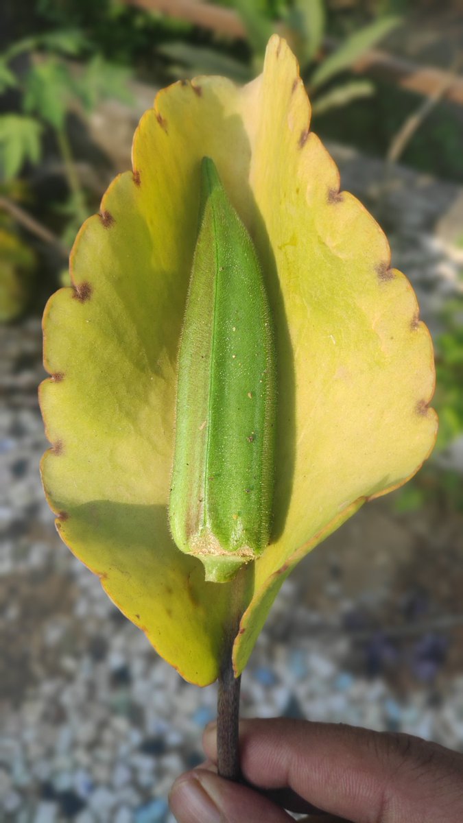 Virtual_DevS's tweet image. 