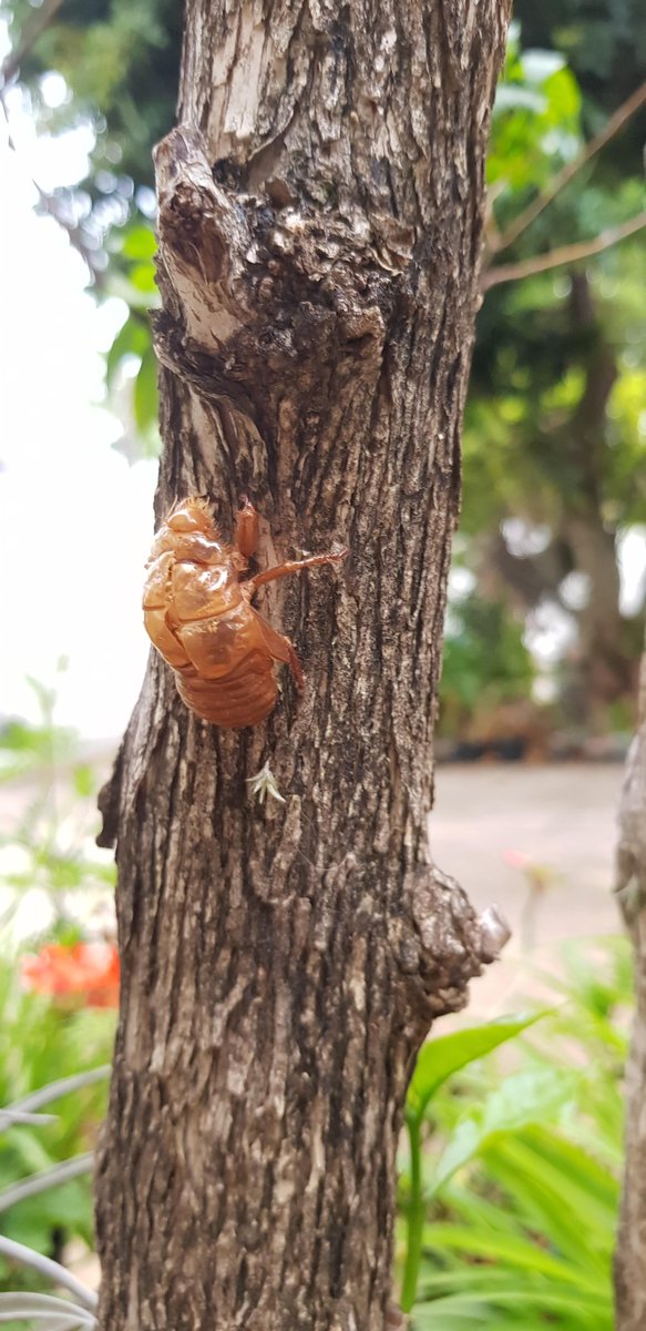 k171389's tweet photo. I took a break from my capillary electrophoresis studies today and I came across some cicada bark in the garden. https://t.co/ZuGeUrbCAK