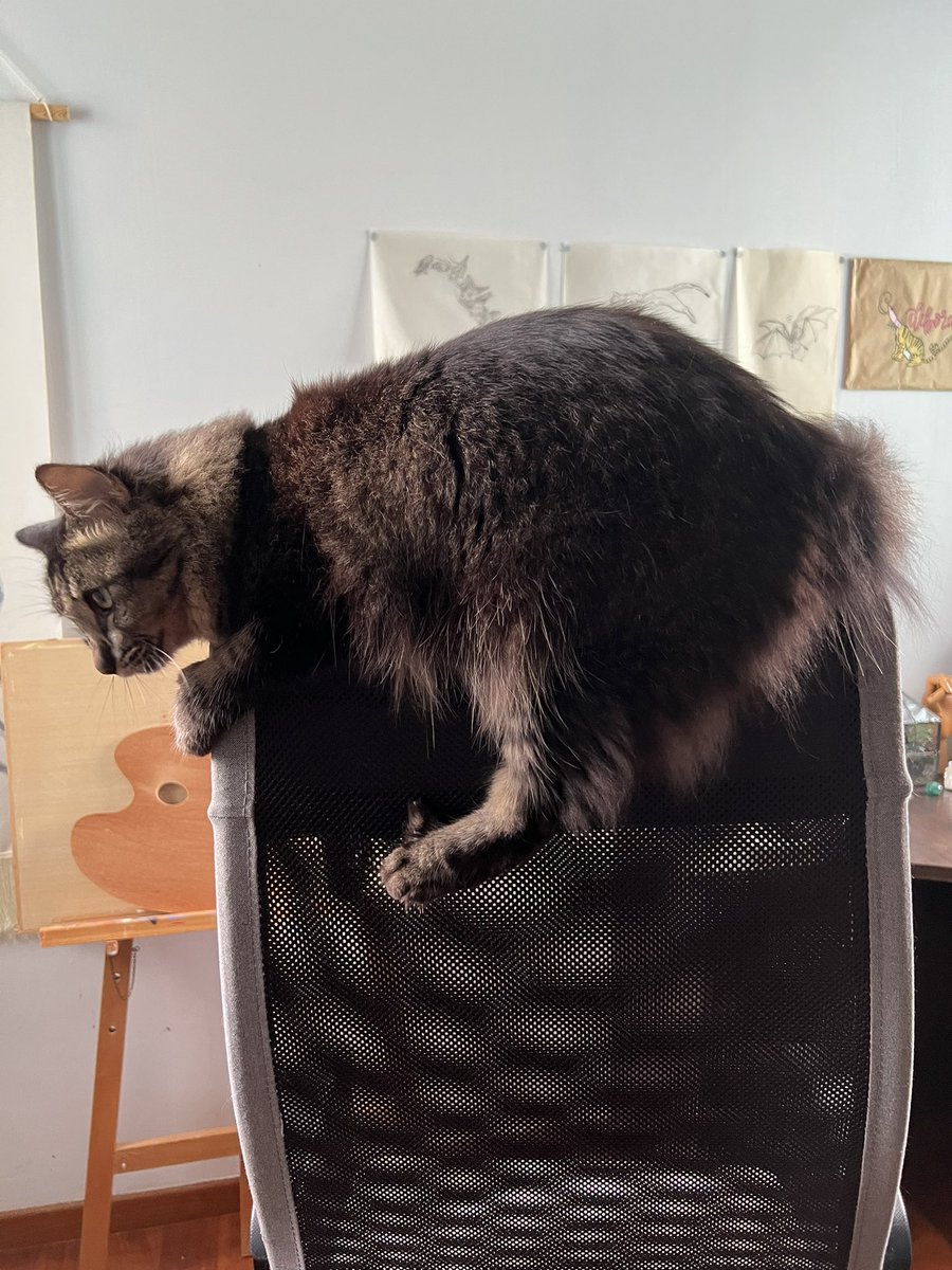 SeahDeborah's tweet photo. Monday morning ~ #CatsOfTwitter https://t.co/aTtAkPbIXP