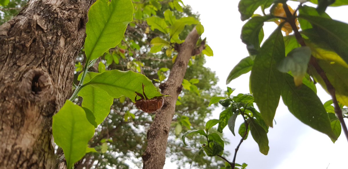 k171389's tweet photo. I took a break from my capillary electrophoresis studies today and I came across some cicada bark in the garden. https://t.co/ZuGeUrbCAK