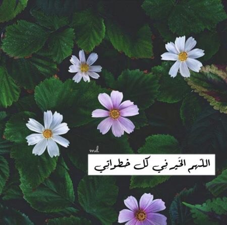هـلال الـقـثامـي𓃬 tweet media
