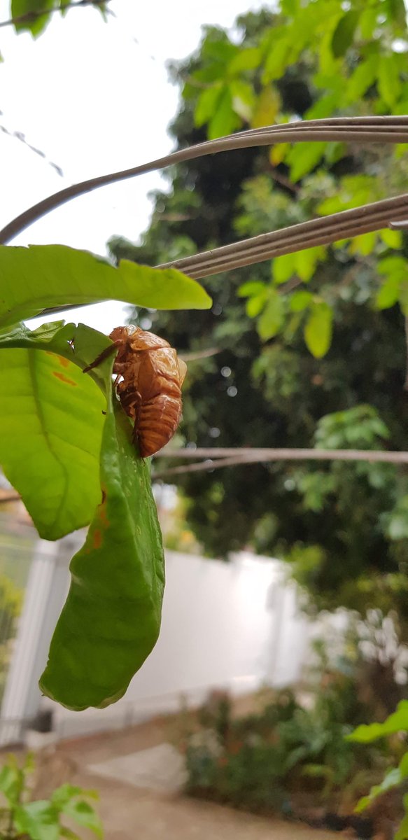 k171389's tweet photo. I took a break from my capillary electrophoresis studies today and I came across some cicada bark in the garden. https://t.co/ZuGeUrbCAK