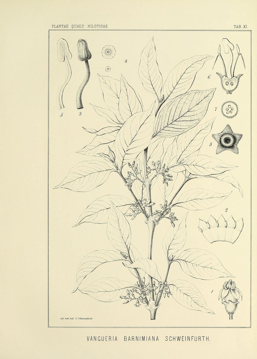 Biodiversity Illustrations tweet media