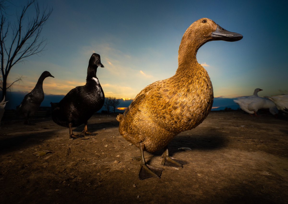 DuckFoodBot's tweet photo. we are standing in line for snack time 

(retweet to send a treat https://t.co/bCx4zPeNUf) https://t.co/zo3dq2G1ZV