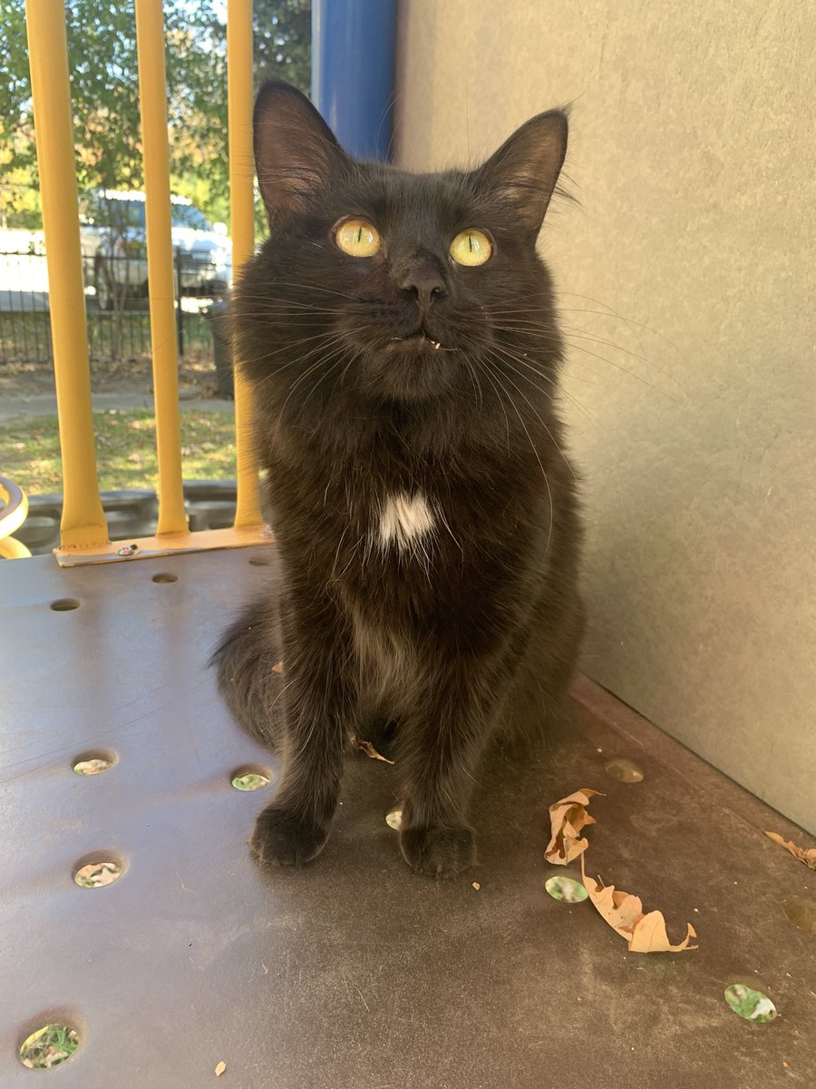 LilsLuluboo's tweet photo. Took Luna to the park #CatsOfTwitter #CatsOnTwitter https://t.co/UCO66ssLkt