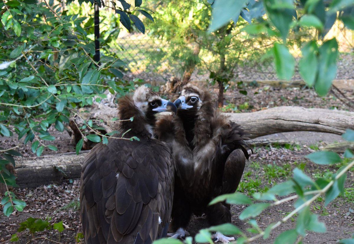 The Virginia Zoo tweet media