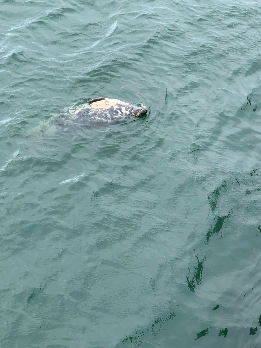 docnad on Twitter "A harbor seal does the backfloat. Cape Cod 2022