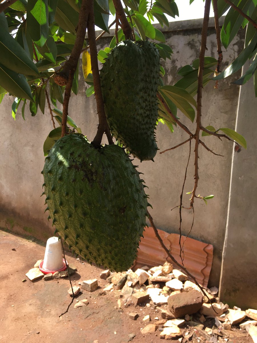 KaateThomas's tweet photo. Sharing information and benefit other farmers it’s my passion for farming. https://t.co/qPqFMWYMXA