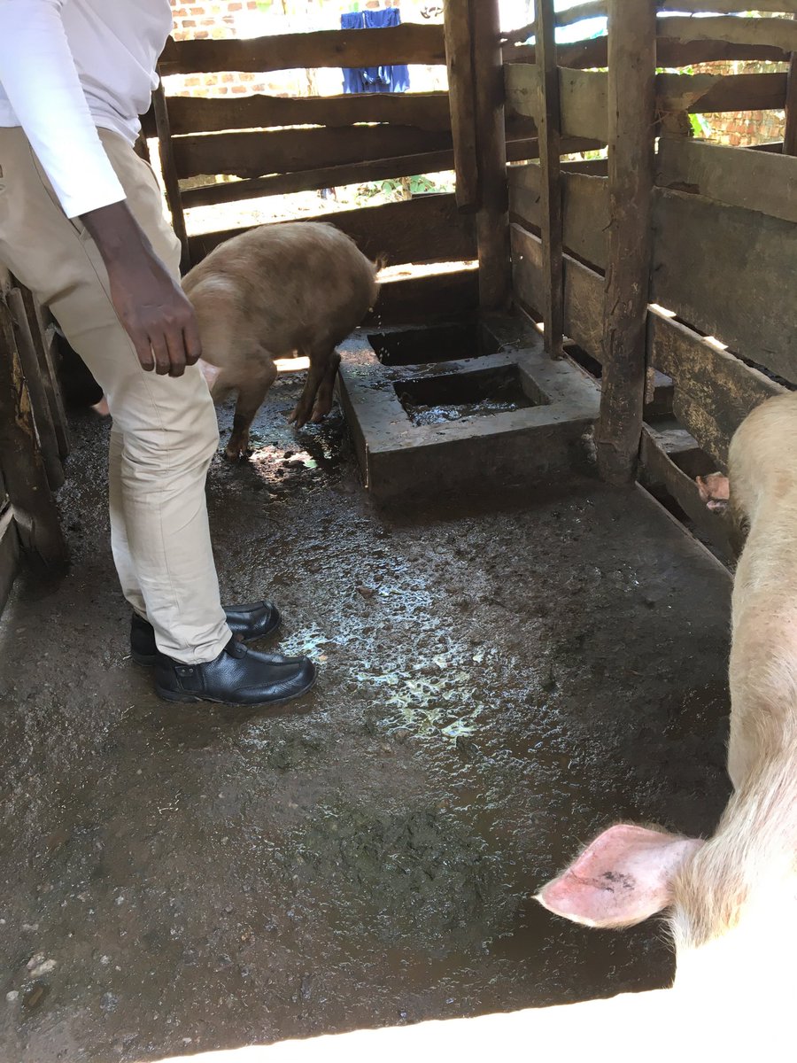 KaateThomas's tweet photo. Sharing information and benefit other farmers it’s my passion for farming. https://t.co/qPqFMWYMXA