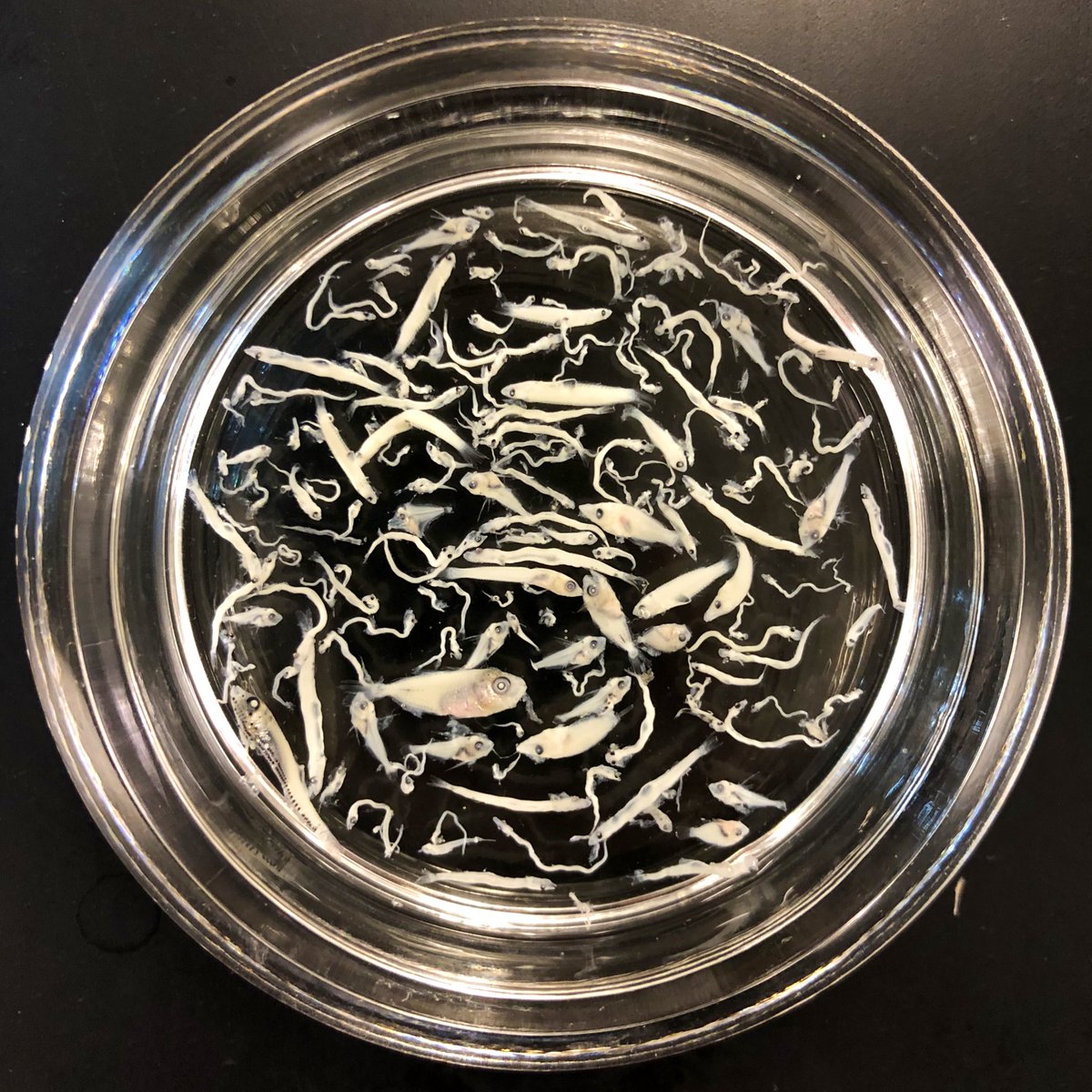 Goby_Wan's tweet photo. Fish larvae come in an incredible variety of shapes and sizes. These larvae were collected in a single plankton tow in the central Red Sea and include a range of reef, oceanic, and deep sea species. #TeamFish #fishlarvae @AFS_ELHS @UTMSI @ReefEcologyLab @RSRC_KAUST https://t.co/d2O3ILCJ2P