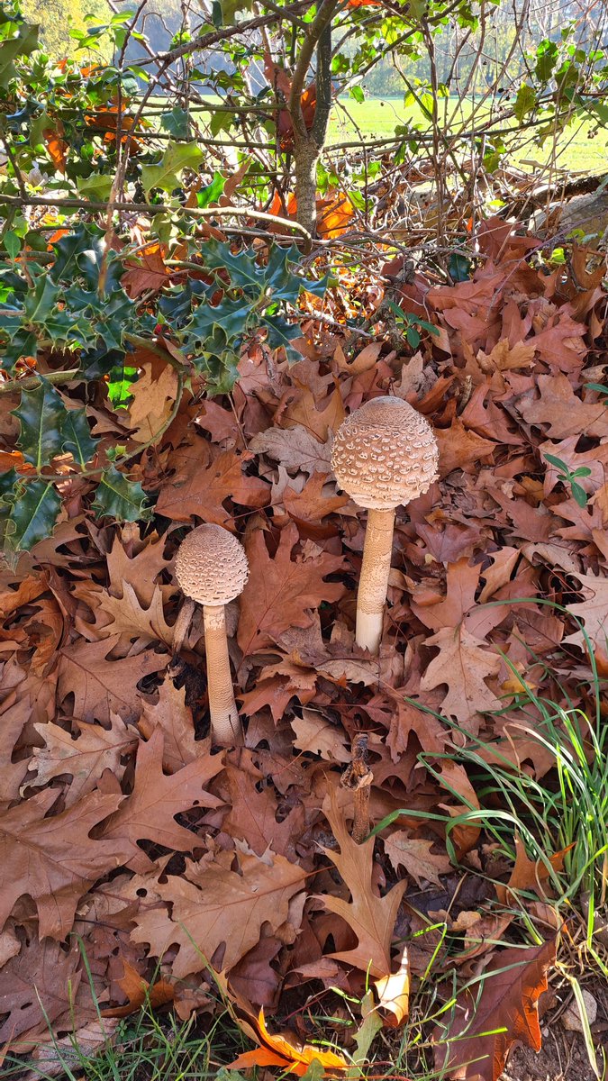 maxschurink's tweet photo. @tragetochten Winterswijk - Bekendelle: een klassieker die vanmiddag met het prachtige herfstweer op z'n mooist was. Nadien op het terras bij Berenschot. 13 november 15:30 u in de middag! https://t.co/FrEdvz2hO9