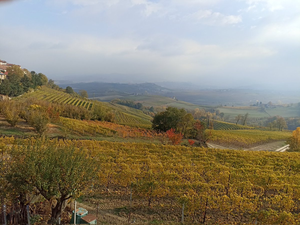 Magico autunno
#albainlanghe#langhe#verduno