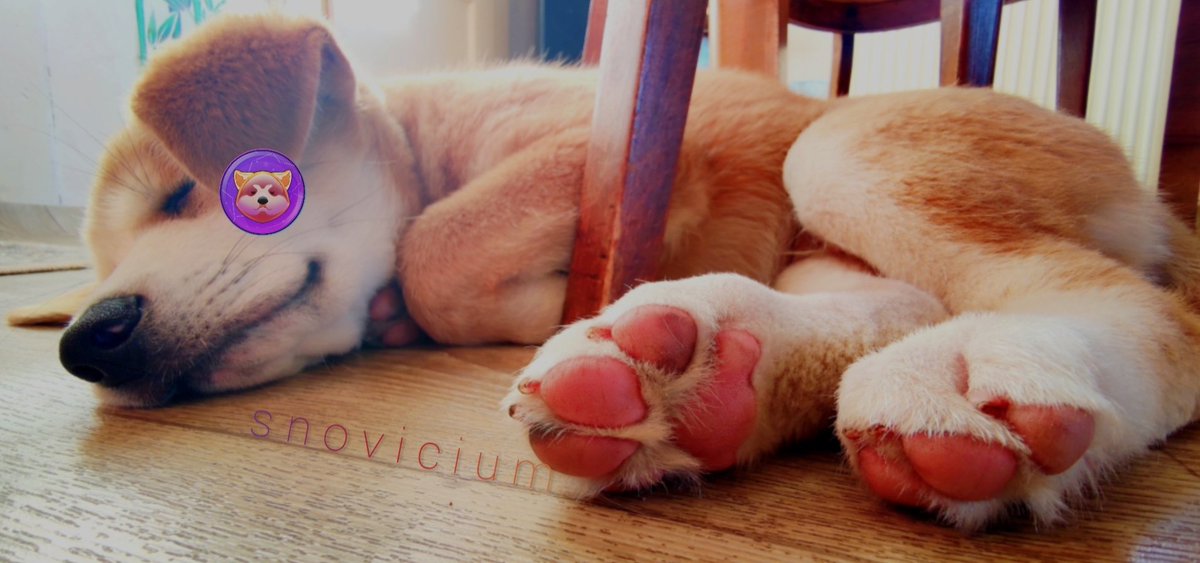 AlgoDollar's tweet photo. The paws have cooled down and are still pretty. He got a dog earring.

#AkitaInuASA 
#AkitaLab 
#Labrakita https://t.co/wqDZbYcLT4