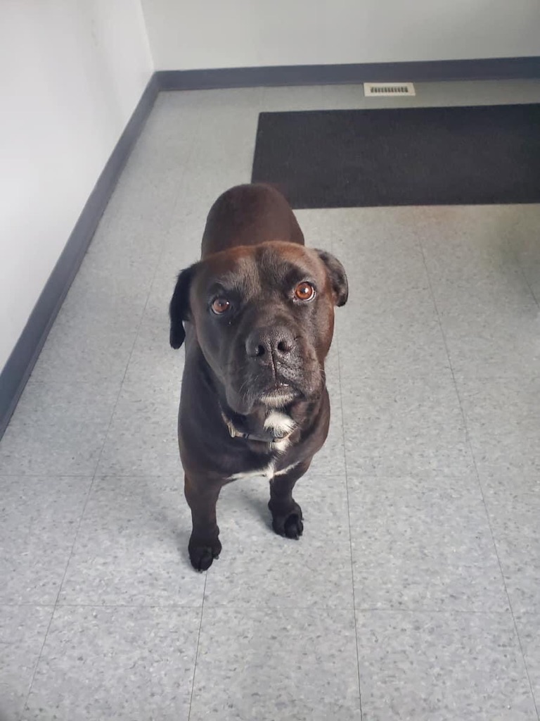 TyngsboroughPD's tweet photo. This dog was located walking on Kendall Rd (RT 113), in Tyngsborough by the Dunstable line, and dropped off at the Dunstable Police station by a passing motorist.

The dog has no tags. Please contact the Dunstable Police Department at 978-649-7445. https://t.co/yWrsrVayG0