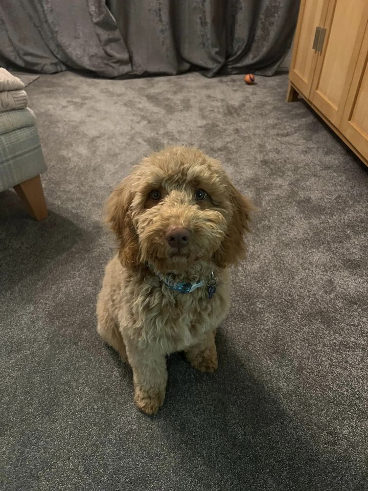 The_Animal_Team's tweet photo. Finley is a young #Cockerpoo who is #missing from #Mainstone #Plymouth #Devon since 12/11/22. Could you keep a lookout please if you are in that area. ☎️07770821550. https://t.co/sZl2Feuv0Y #MissingDog #LostDog #dogsoftwitter https://t.co/appaxajina