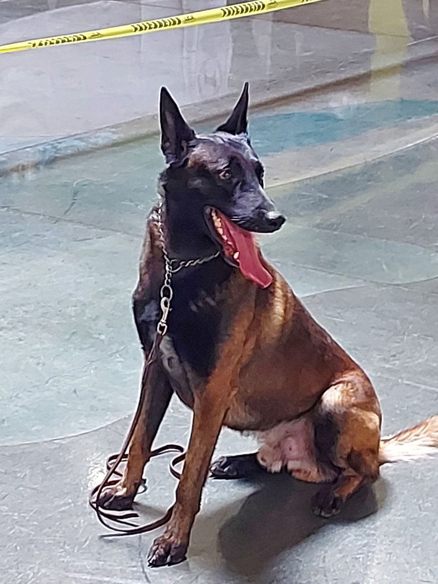 SalvadorZamoraZ's tweet photo. Nuestra Policía Municipal cuenta con un nuevo miembro. 😎🐾 Gracias a la #CIAVCEP por haber impartido las conferencias Perro Policía 2022 aquí en Tlajo y por habernos donado a Búnker, un canino adiestrado para reforzar a nuestro equipo policíaco. https://t.co/72c8uoDqZA