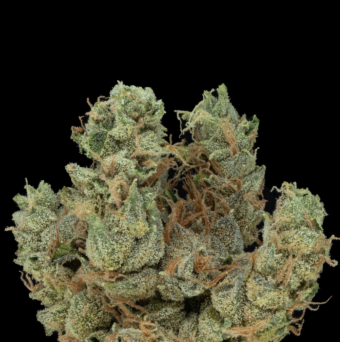 ECSD ( East Coast Sour Diesel)

#macrophotography #closeups #cannabismacro #stillanimation #cannabisphotography #cannabiscommunity #budshots420 #weedphotography #trichomes #macro #recreationalcannabis #cannabisporn #not4sale #cbdflower #macrophotography #productphotography