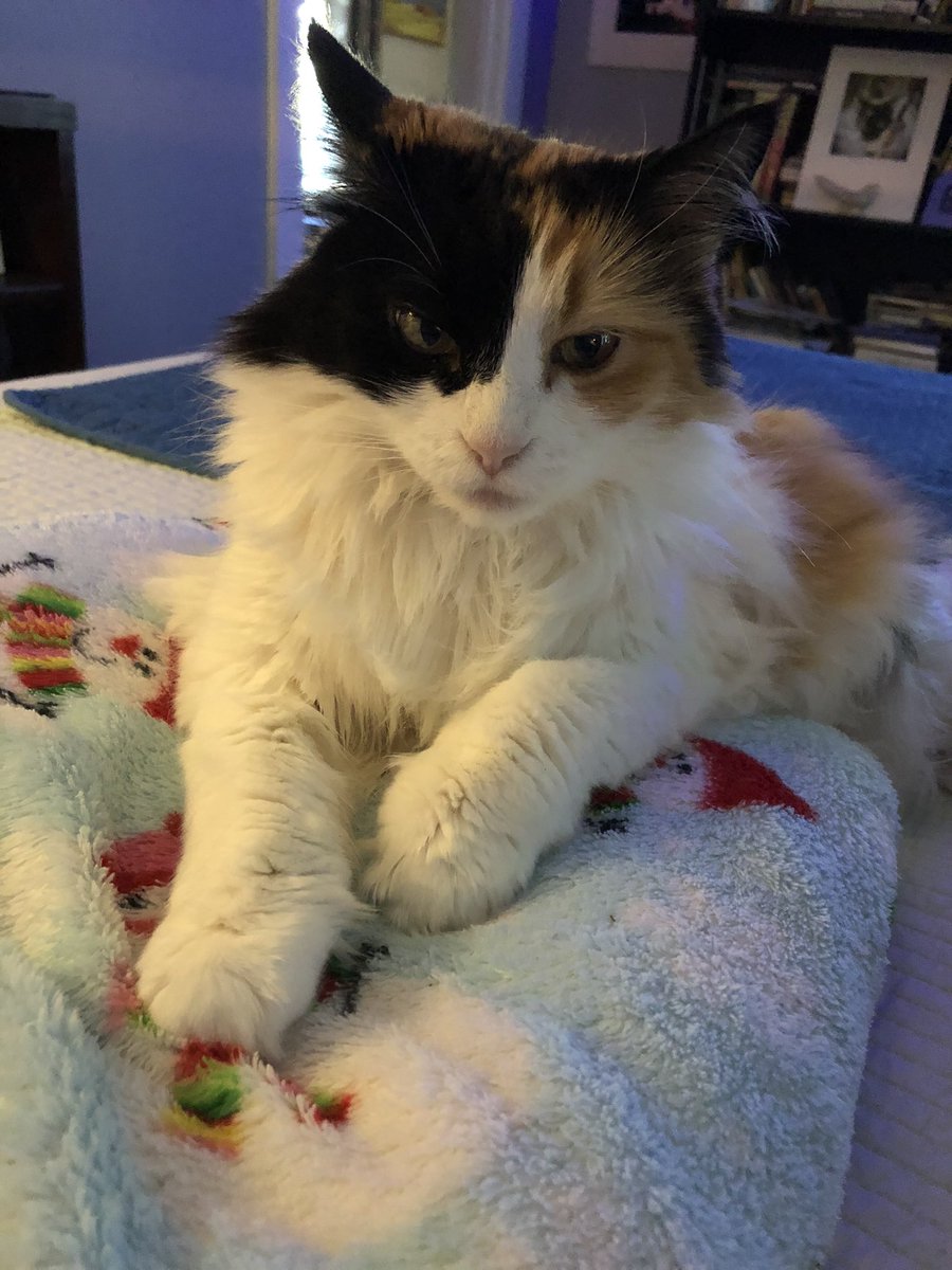 My sweet sweet cat, also very understanding of words &amp; tone of voice, thus well behaved 🥰 no 
torn furnishings 🥰👌