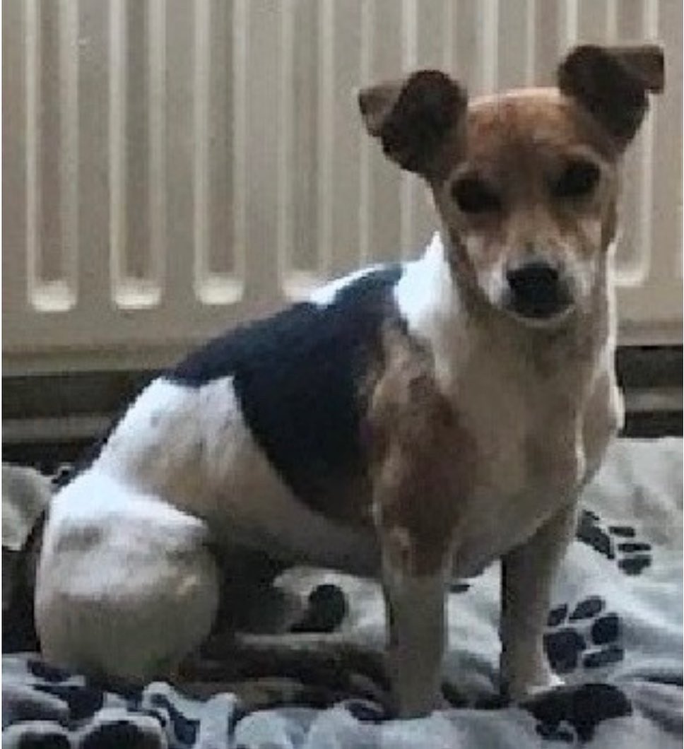 rosiedoc666's tweet photo. PIP STILL MISSING & VERY MUCH MISSED
From between #tiffield & #gayton #northamptonshire #NN12 9/11/22
Male/OLDER ADULT #jrt white/tan&black RECOGNISABLE….LOST LEFT EYE EARLIER THIS YEAR
CHIPPED&NEUTERED
https://t.co/SbYkJhZ8o5
@TiffieldOnline @gaytonchurch @TiffieldGeorge https://t.co/1ZUkaPO9E8