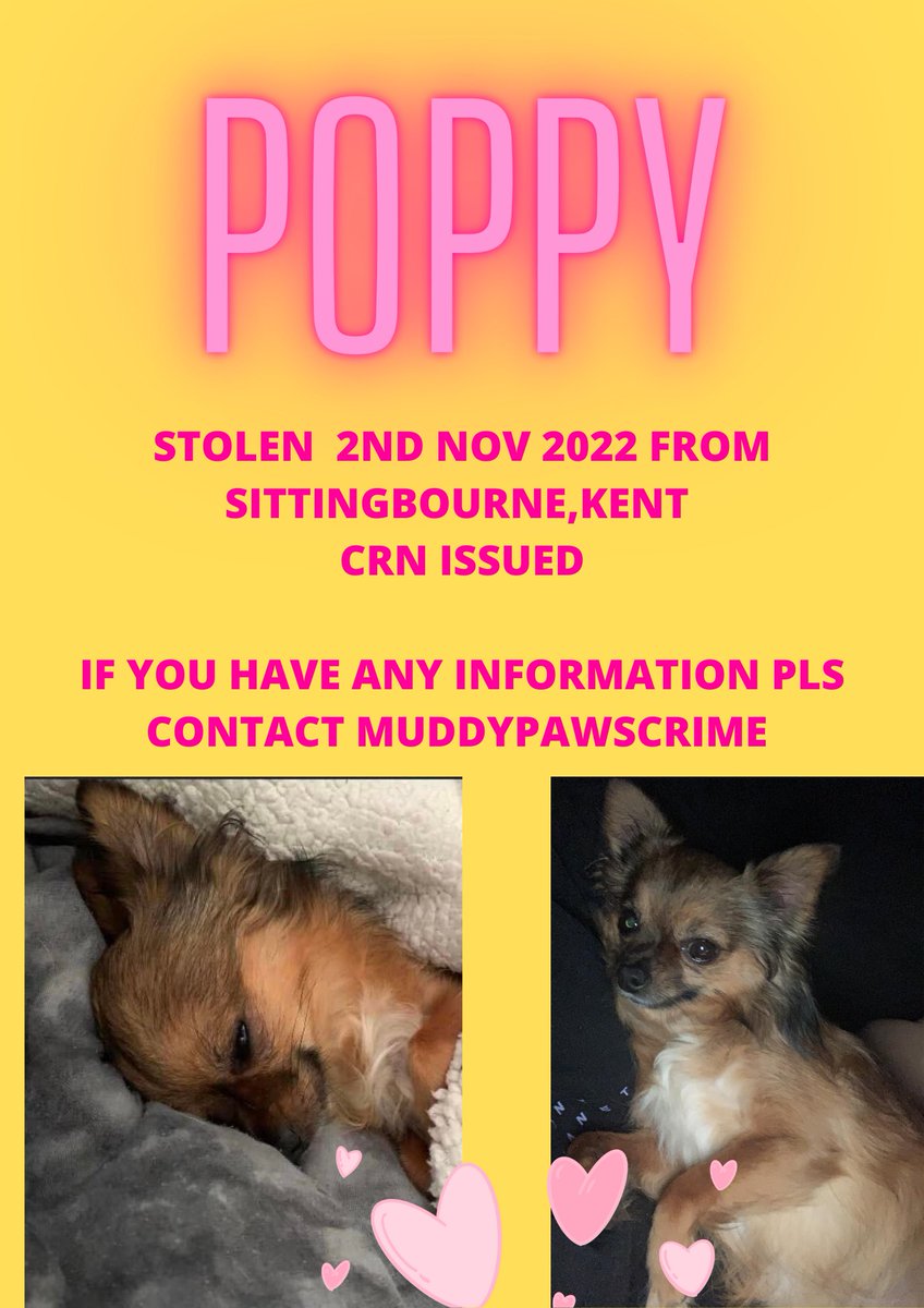muddypawscrime's tweet photo. ***CRN NOW ISSUED AS THEFT ***
If you have any information please contact admin AT https://t.co/MHHUACfJBz OR https://t.co/U4AJ0IamNo in confidence. Poppy went missing on 2/11/22 from Sittingbourne ,Kent area #findpoppykent #stolendog #petttheft @MissingPetsGB @KarenFi51820768 https://t.co/f4UzhojgOf