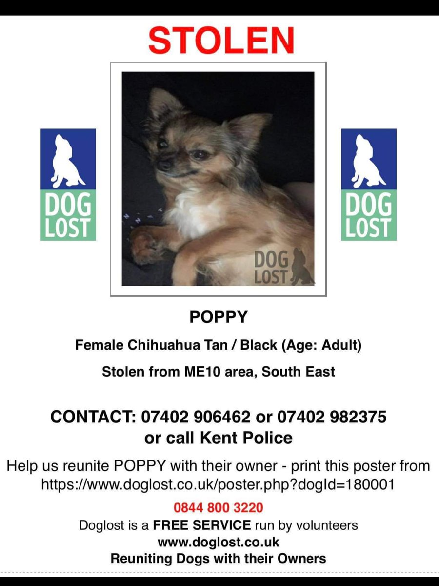 muddypawscrime's tweet photo. ***CRN NOW ISSUED AS THEFT ***
If you have any information please contact admin AT https://t.co/MHHUACfJBz OR https://t.co/U4AJ0IamNo in confidence. Poppy went missing on 2/11/22 from Sittingbourne ,Kent area #findpoppykent #stolendog #petttheft @MissingPetsGB @KarenFi51820768 https://t.co/f4UzhojgOf