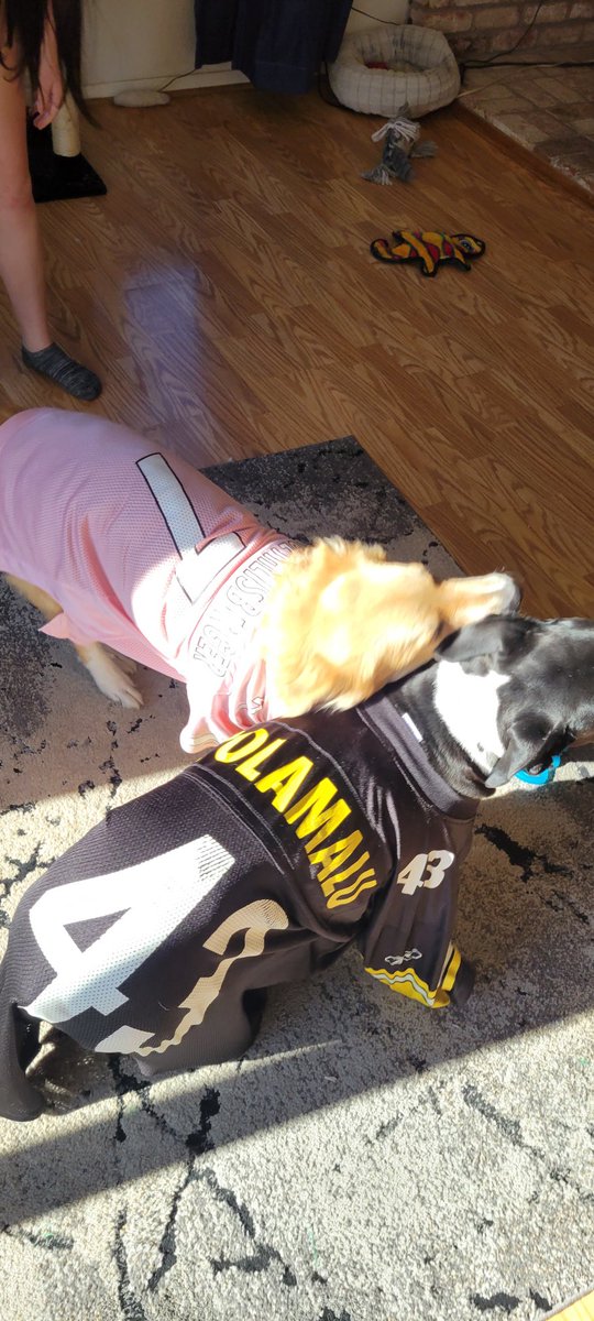 laineyvinyard's tweet photo. @steelers dogs forever #gameday #NFL #steelers https://t.co/TarC0pbrwk