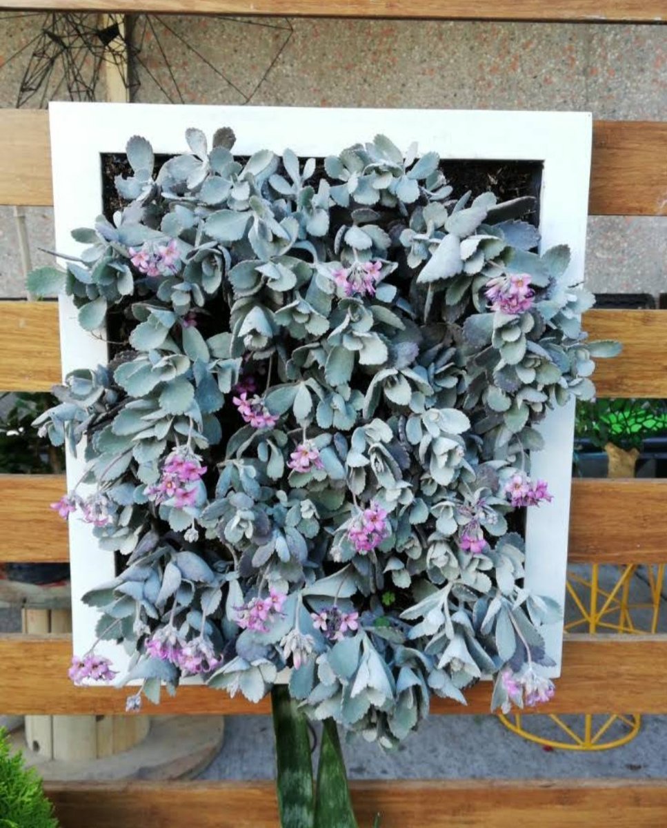 #cuadros #suculentas #dlmuebleaynaturaleza  siguenos en Instagram.