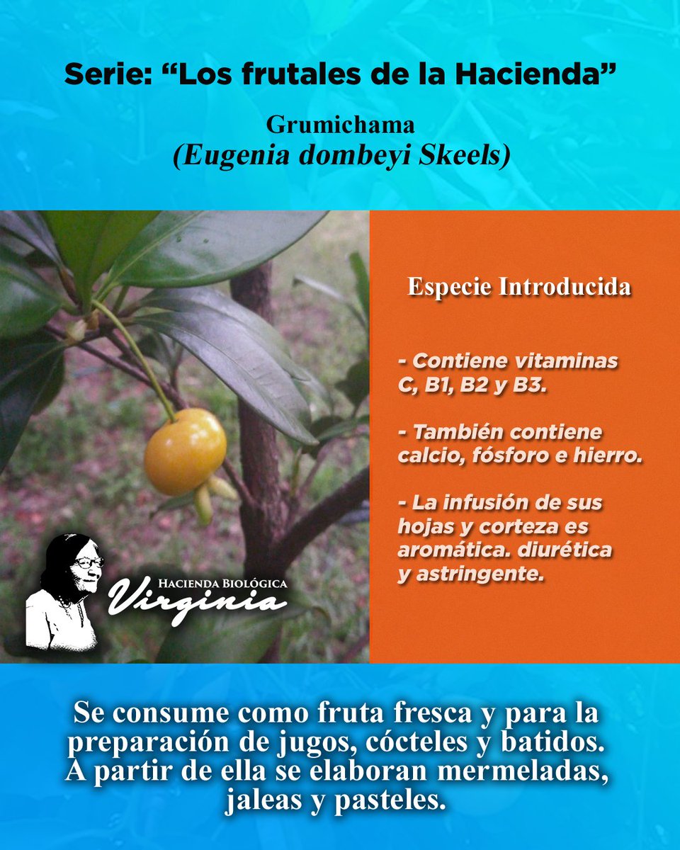 La grumichama es el fruto que esta semana te damos a conocer en la serie Los Frutales de la Hacienda, como parte del componente educativo de nuestra iniciativa.

#frutosdelahacienda #frutalesdelahacienda #grumichama