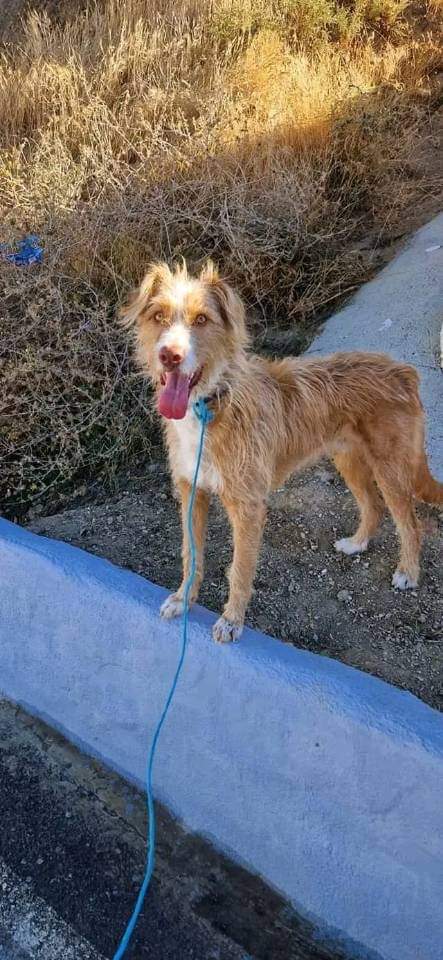 Este perrito de un año o menos, lleva toda su vida  atado y ahora el dueño se quiere deshacer de él 💔 😢  Ha dado unos días para encontrarle algo 💔
Por favor, una casa o protectora  que se haga cargo 🙏
Está en un peligro muy grande, 🙏 antes de que sea tarde
Granada
629879220