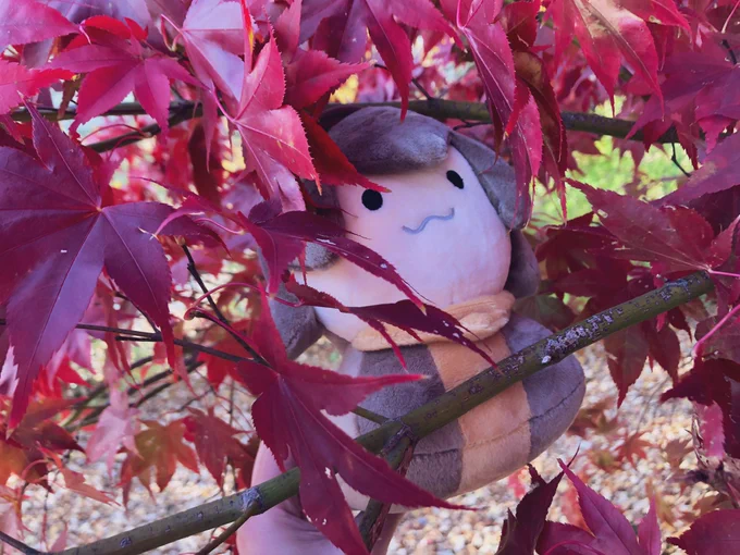 stuck in a tree 